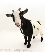 Black-and-white Pygmy Goat