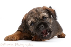 Playful Border Terrier puppy, 8 weeks old