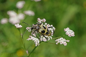 Four-spot Longhorn Beetle (Pachyta quadrimaculata)