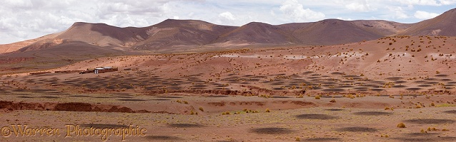 Llama middens or ding piles, Bolivia