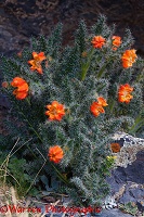 Caiophora flowers