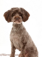 Schnoodle dog