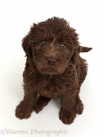 Chocolate Labradoodle puppy