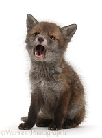 Red Fox cub with open mouth