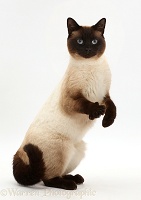 Chocolate point cat standing up