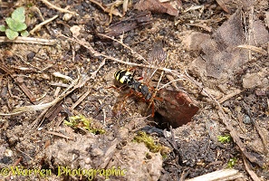 Cuckoo Bee (Nomada) entering burrow of Mining Bee (Andrena)
