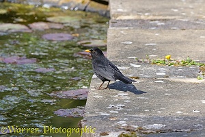 Male blackbird on the lookout for newts in a pond