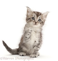 Silver tabby kitten with raised paw