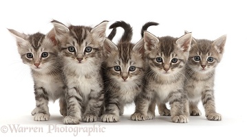 Five silver tabby kittens