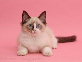 Ragdoll kitten, 10 weeks old, on pink background