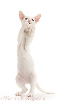 White Oriental kitten standing up and grasping