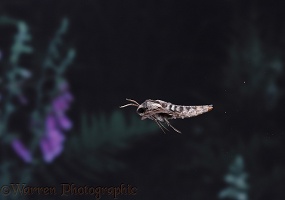 Pine Hawkmoth in flight