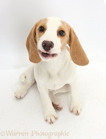 Orange-and-white Beagle pup, sitting