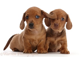 Two red Dachshund puppies
