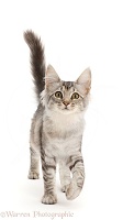 Mackerel Silver Tabby cat, walking with tail up