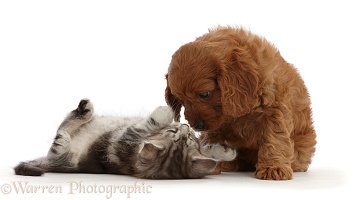 Cavapoo puppy and silver tabby kitten