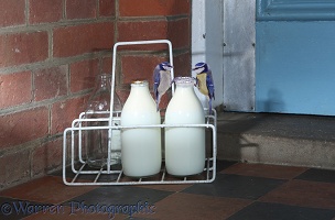 Blue Tits competing for cream at the top of a milk bottle