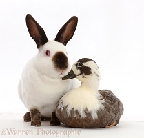 Sable-point rabbit and Call Duck