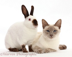 Blue-point Birman-cross cat and Sable point rabbit