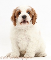 Red-and-white Cavapoo puppy