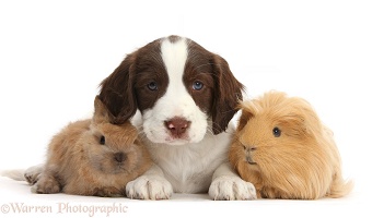 Springer Spaniel puppy with bunny and Guinea pig