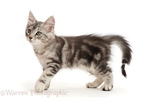 Silver tabby kitten with damaged tail
