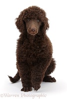 Chocolate Standard Poodle pup