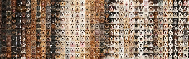 500 dogs, graded through different colours