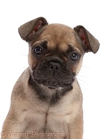 French Bulldog puppy, 6 weeks old