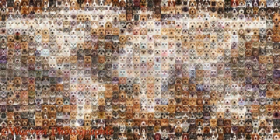 800 Cats and Dogs of the world map photo mosaic