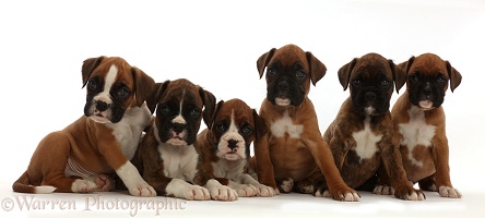 Six Boxer puppies, 6 weeks old, sitting in a row