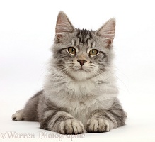 Silver tabby kitten lying with head up