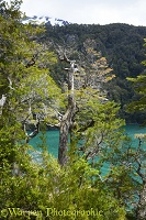 Lake in temperate forest, Los Alerces National Park, Argentina