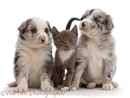Blue merle Border Collie puppies and blue bicolour kitten