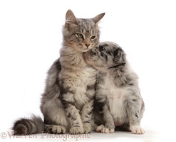 Silver tabby kitten snuggling with Border Collie puppy