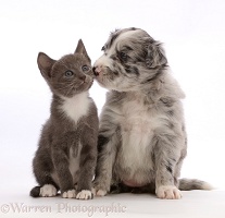 Blue merle Border Collie puppy and blue bicolour kitten