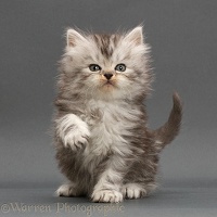 Silver tabby Persian-cross kitten on grey background