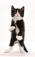 Black-and-white kitten dancing