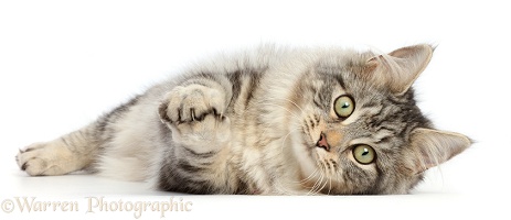 Silver tabby cat lying on her side