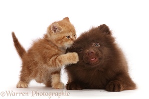 Ginger kitten and Chocolate Pomeranian puppy
