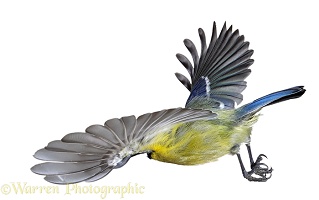 Blue tit in flight