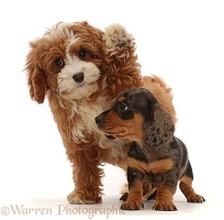 Cavapoo puppy waving past Dachshund puppy