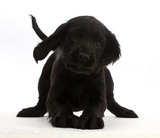 Playful Black Cocker Spaniel puppy