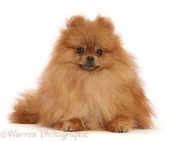 Orange Pomeranian