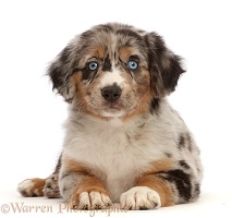 Tricolour merle Mini American Shepherd puppy