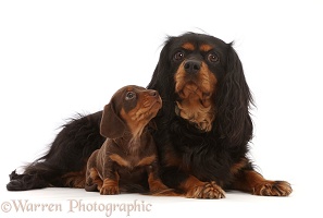 Cavalier King Charles Spaniel and Dachshund puppy