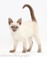 Blue-point kitten, standing