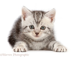 Silver tabby kitten, 10 weeks old