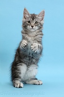 Silver tabby kitten, with raised paws, on blue background