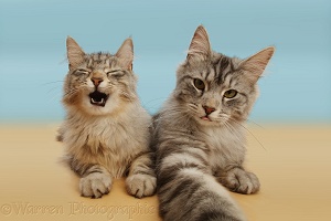 Silver tabby cats doing a Cat Selfie